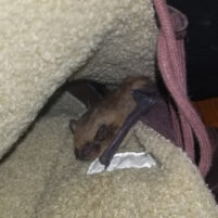 Bat Issues and Problems in Lexington Kentucky