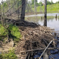 Beaver Issues in Lexington Kentucky