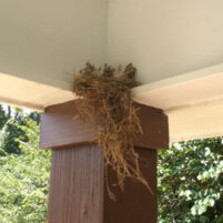 Nuisance Bird Issues in Lexington Kentucky