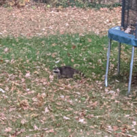 Nuisance Raccoon Issues in Lexington Kentucky