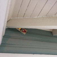 Rats and Mice Issues in Lexington Kentucky