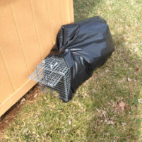 Skunk Issues in Lexington Kentucky