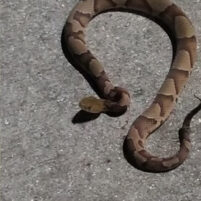 Snake Issues in Lexington Kentucky