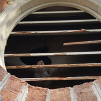 Pest Squirrel Problems in Lexington Kentucky