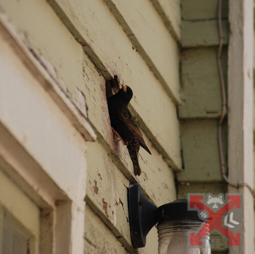 Bird resting in a vent opening