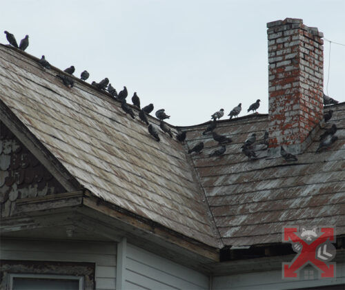 Pigeons Roosting on a Rooftop