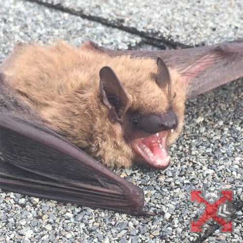 A Bat on the Roof