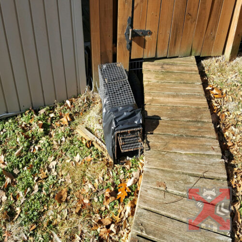 Skunk Trap Outside